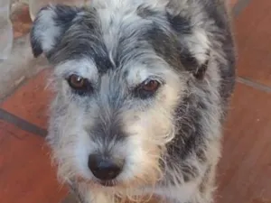 Cachorro raça SRD-ViraLata idade 6 ou mais anos nome estopa 