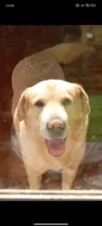 Gaya 