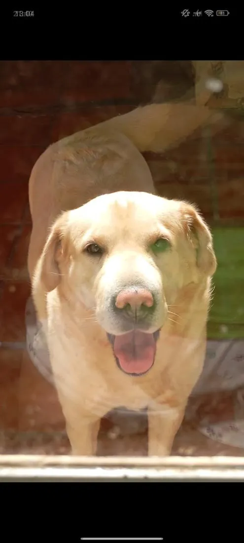 Cachorro raça Labrador idade 5 anos nome Gaya 
