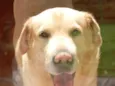 Gaya 