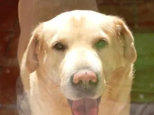 Cachorro raça Labrador idade 5 anos nome Gaya 