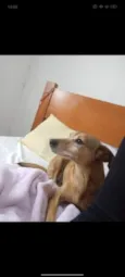Laila 