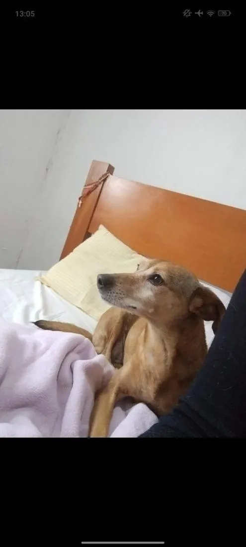 Cachorro raça SRD-ViraLata idade 6 ou mais anos nome Laila 