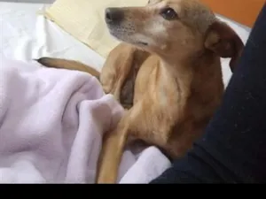 Cachorro raça SRD-ViraLata idade 6 ou mais anos nome Laila 