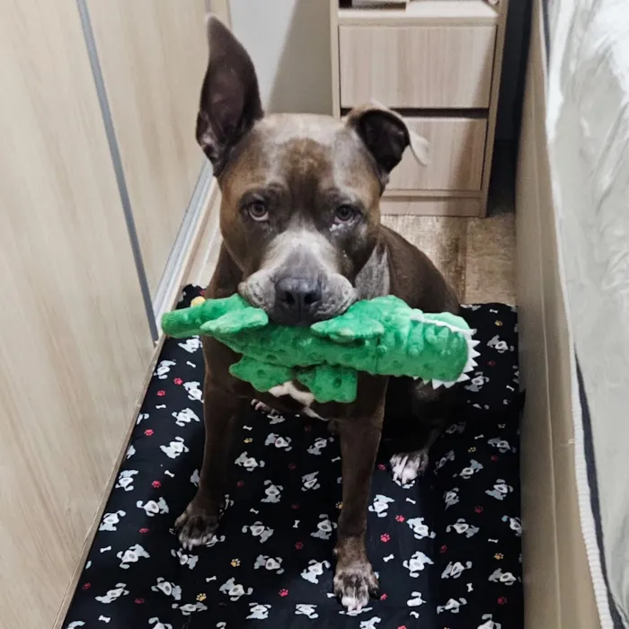 Cachorro raça American staffordshire terrier idade 4 anos nome Tupã