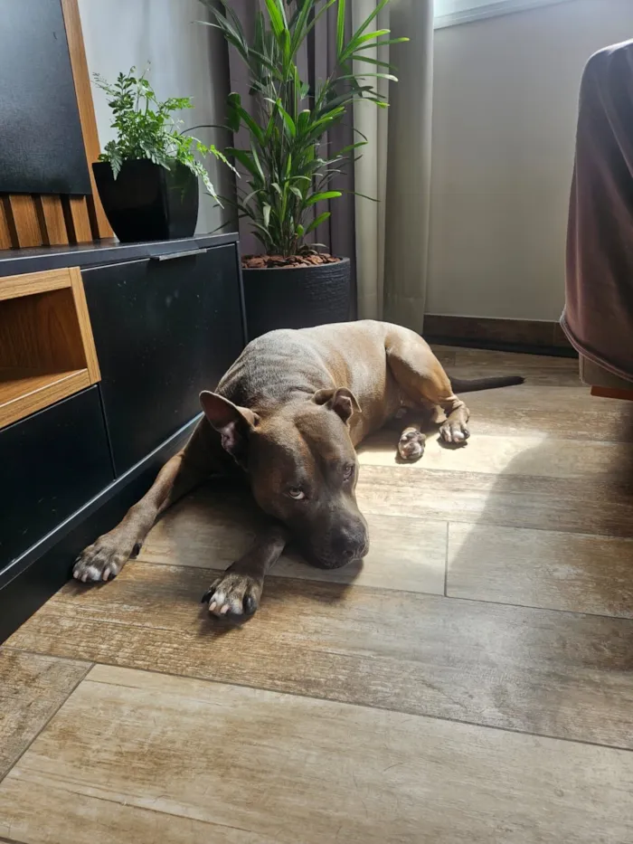 Cachorro raça American staffordshire terrier idade 4 anos nome Tupã