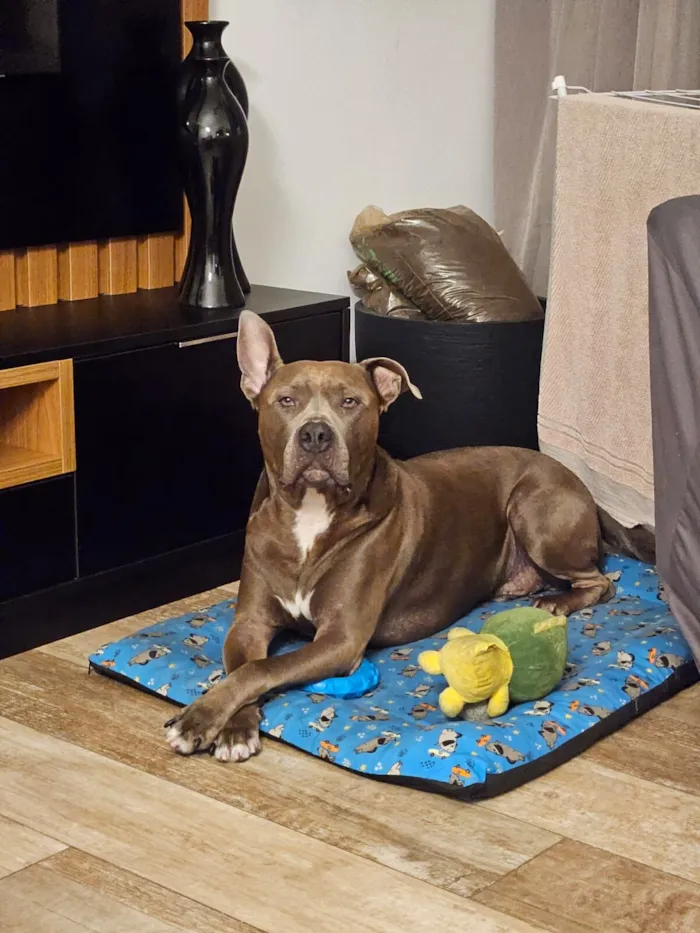 Cachorro raça American staffordshire terrier idade 4 anos nome Tupã
