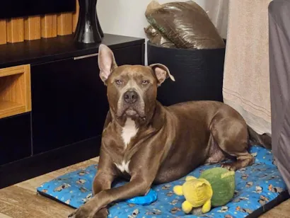 Cachorro raça American staffordshire terrier idade 4 anos nome Tupã