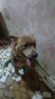  Tobias