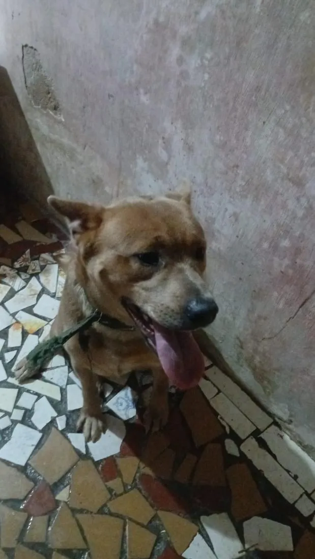 Cachorro raça SRD-ViraLata idade 1 ano nome  Tobias
