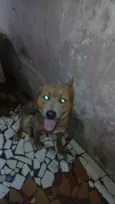  Tobias