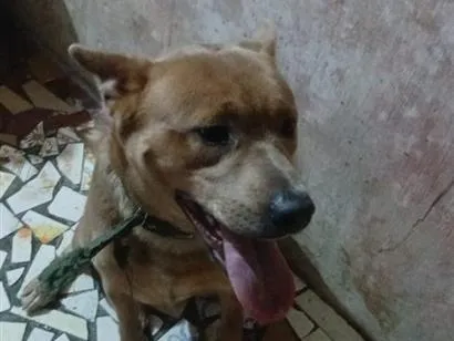 Cachorro raça SRD-ViraLata idade 1 ano nome  Tobias