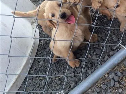 Cachorro raça  idade 2 a 6 meses nome Bucky