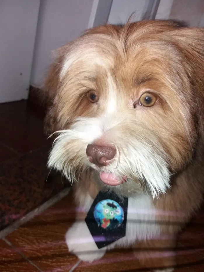 Cachorro raça Lhasa Apso idade 7 a 11 meses nome Thor 