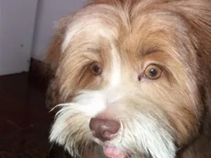 Cachorro raça Lhasa Apso idade 7 a 11 meses nome Thor 