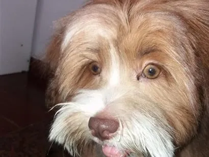 Cachorro raça Lhasa Apso idade 7 a 11 meses nome Thor 