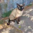 não sabemos