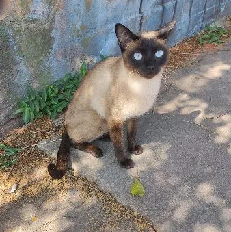 Gato raça Siamês idade 7 a 11 meses nome não sabemos