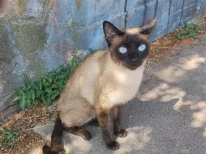 Gato raça Siamês idade 7 a 11 meses nome não sabemos