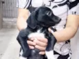 Cookie bb2meses porte P