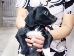 Cachorro raça SRD-ViraLata idade 2 a 6 meses nome Cookie bb2meses