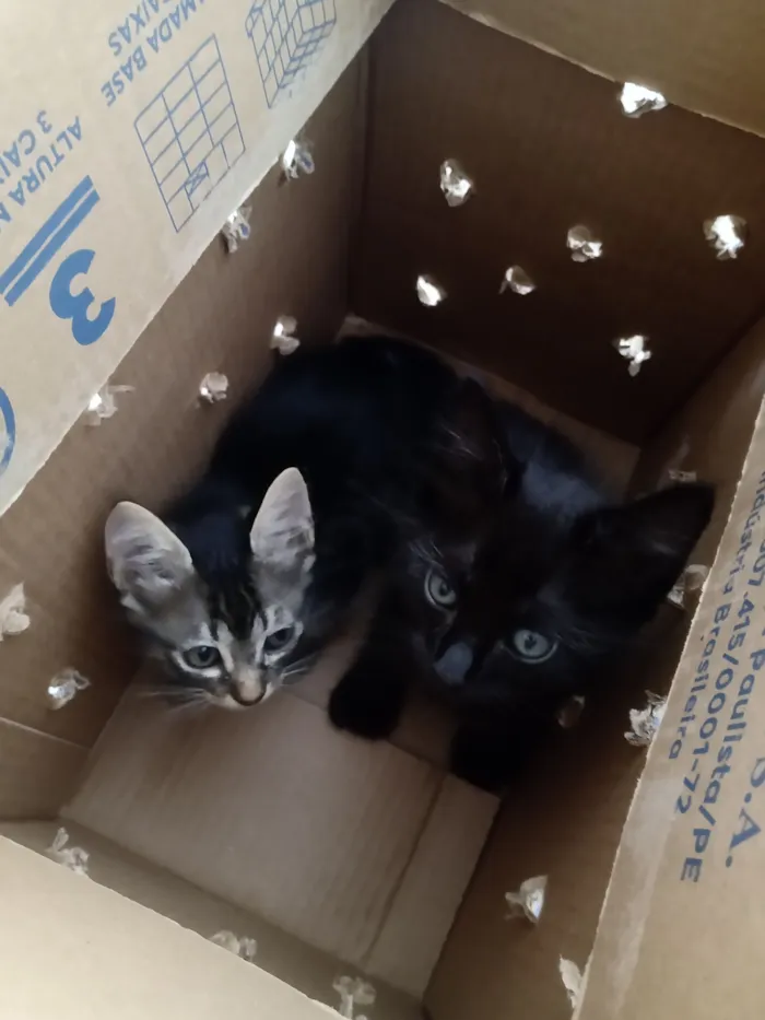 Gato raça Exótico idade 2 a 6 meses nome Sem nome