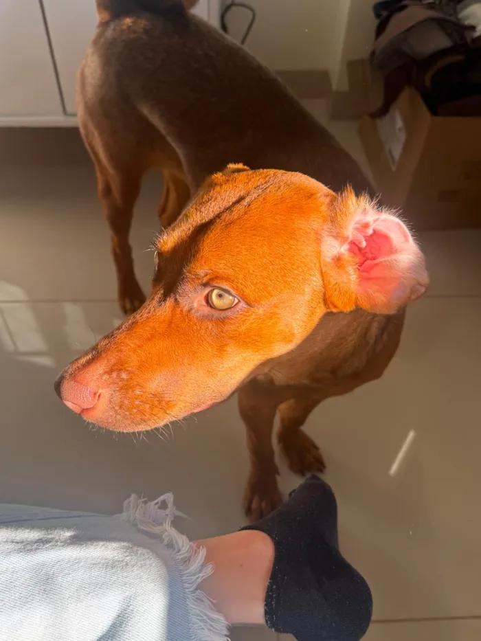 Cachorro raça SRD-ViraLata idade 7 a 11 meses nome Mia 