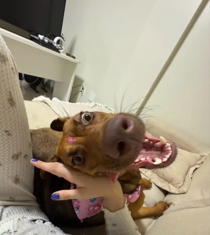 Cachorro raça SRD-ViraLata idade 7 a 11 meses nome Mia 