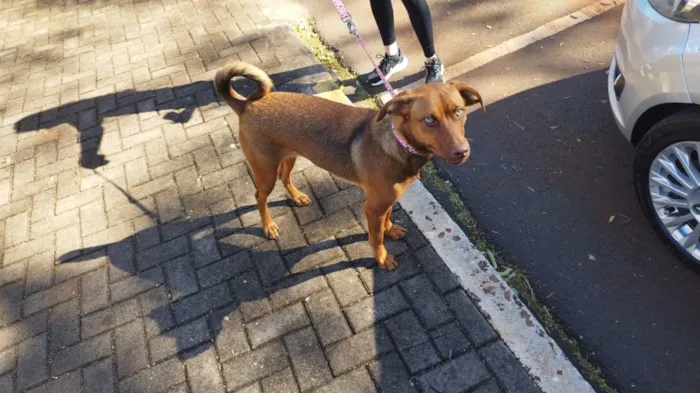 Cachorro raça SRD-ViraLata idade 7 a 11 meses nome Mia 