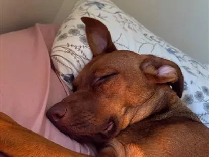 Cachorro raça SRD-ViraLata idade 7 a 11 meses nome Mia 