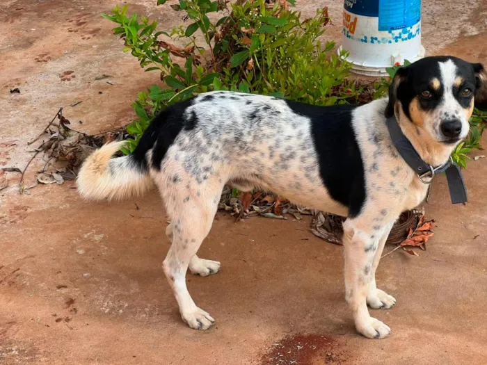 Cachorro raça SRD-ViraLata idade 5 anos nome Pingo