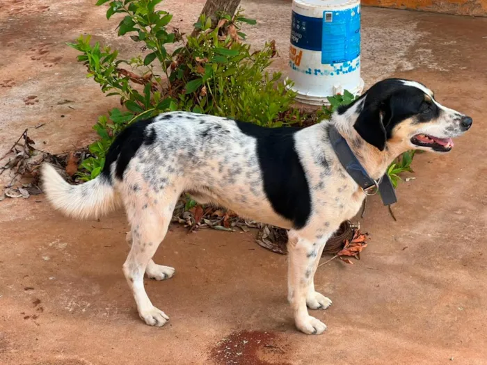 Cachorro raça SRD-ViraLata idade 5 anos nome Pingo