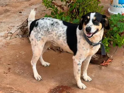 Cachorro raça SRD-ViraLata idade 5 anos nome Pingo
