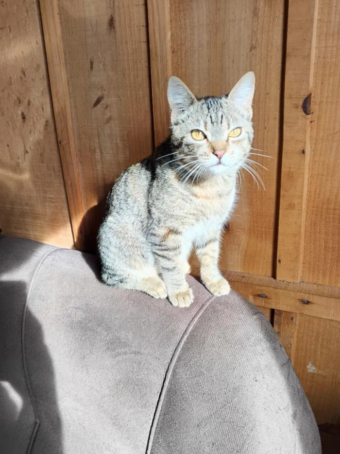 Gato raça SRD-ViraLata idade 7 a 11 meses nome Jade