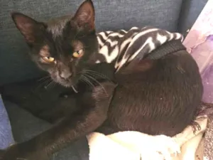 Gato raça SRD-ViraLata idade 7 a 11 meses nome Morticia