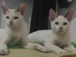 Gato raça SRD-ViraLata idade 1 ano nome Rita e Freud