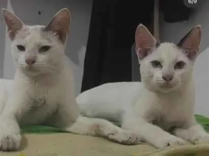 Gato raça SRD-ViraLata idade 1 ano nome Rita e Freud