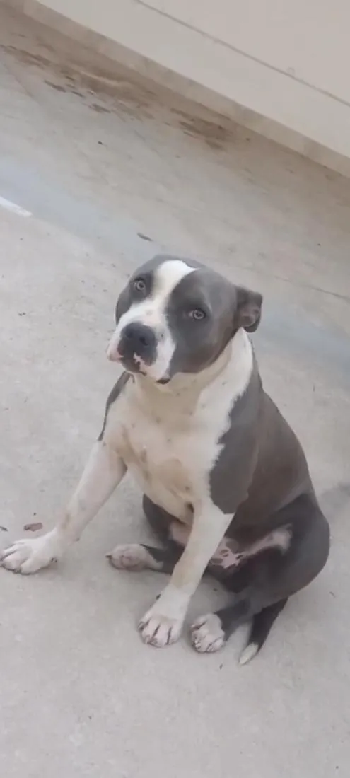 Cachorro raça Pit Bull  idade 3 anos nome Princesa