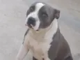 Princesa