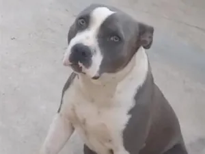 Cachorro raça Pit Bull  idade 3 anos nome Princesa