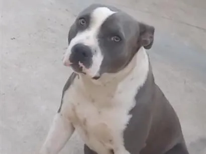 Cachorro raça Pit Bull  idade 3 anos nome Princesa