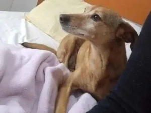 Cachorro raça SRD-ViraLata idade 6 ou mais anos nome Laila 