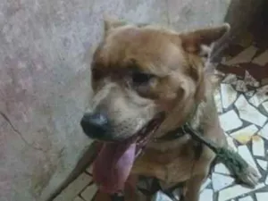 Cachorro raça SRD-ViraLata idade 1 ano nome  Tobias