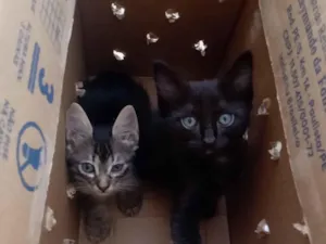 Gato raça Exótico idade 2 a 6 meses nome Sem nome