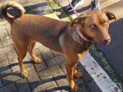 Cachorro raça SRD-ViraLata idade 7 a 11 meses nome Mia 