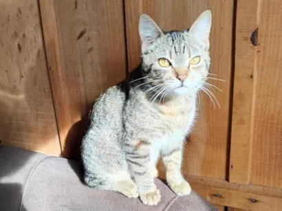Gato raça SRD-ViraLata idade 7 a 11 meses nome Jade