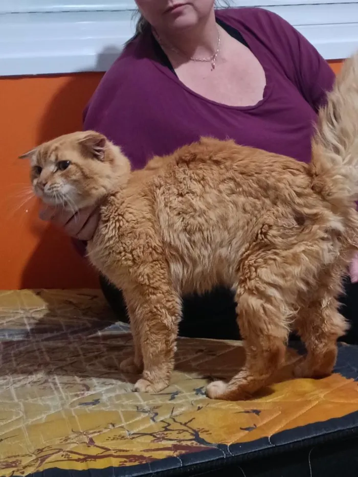 Gato raça SRD-ViraLata idade 3 anos nome Garfield 