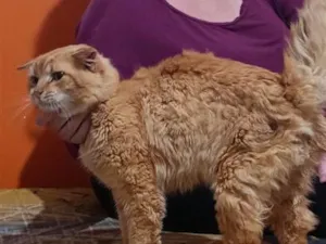Gato raça SRD-ViraLata idade 3 anos nome Garfield 