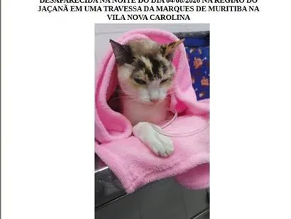 Gato raça SRD-ViraLata idade 2 anos nome Kefera