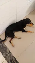 cachorro esse é o nome deste de fihote